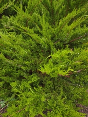 Juniperus × pfitzeriana