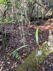 Lepisorus thunbergianus