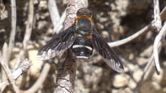 Hemipenthes velutina