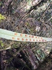 Lepisorus thunbergianus