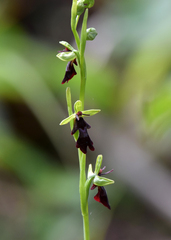 Ophrys insectifera