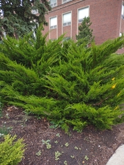 Juniperus × pfitzeriana