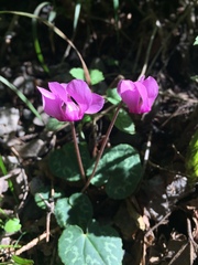 Cyclamen purpurascens