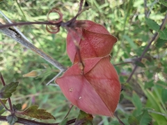 Cardiospermum corindum