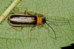 Rhagonycha