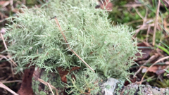 Usnea strigosa