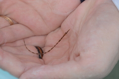 Syngnathus fuscus