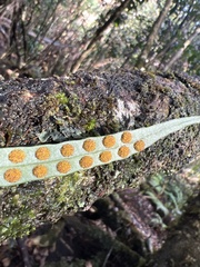 Lepisorus thunbergianus