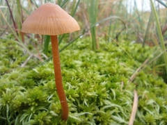 Conocybe tenera