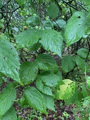 Viburnum dentatum