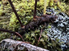 Lepisorus thunbergianus