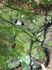 Clethrionomys glareolus