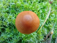 Conocybe tenera