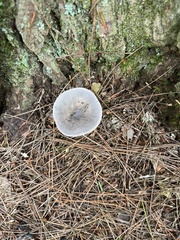 Amanita vaginata