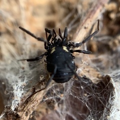 Nemastoma bimaculatum