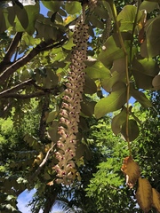 Polyscias racemosa