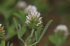 Trifolium squamosum