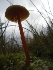 Conocybe tenera