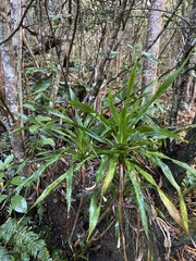 Pleomele aurea