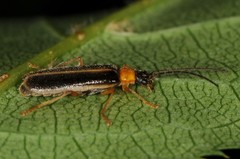 Rhagonycha