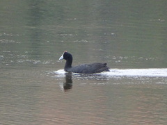 Fulica cristata