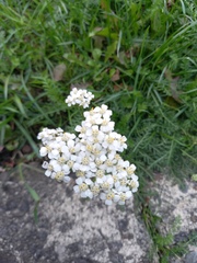 Achillea millefolium