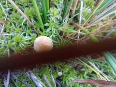 Conocybe tenera