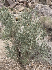 Cylindropuntia ramosissima