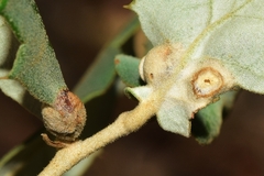 Plagiotrochus australis