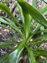 Pleomele aurea