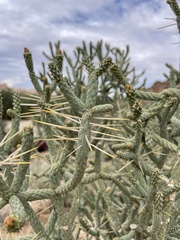 Cylindropuntia ramosissima