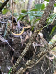 Pleomele aurea