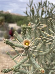 Cylindropuntia ramosissima