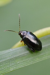 Psylliodes chrysocephala