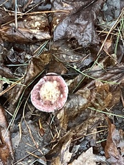 Russula mariae