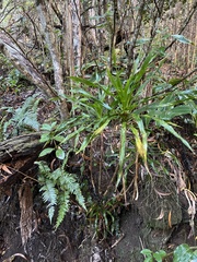 Pleomele aurea