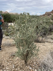 Cylindropuntia ramosissima