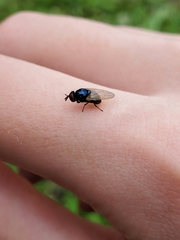 Lonchaea