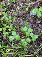Rubus hispidus