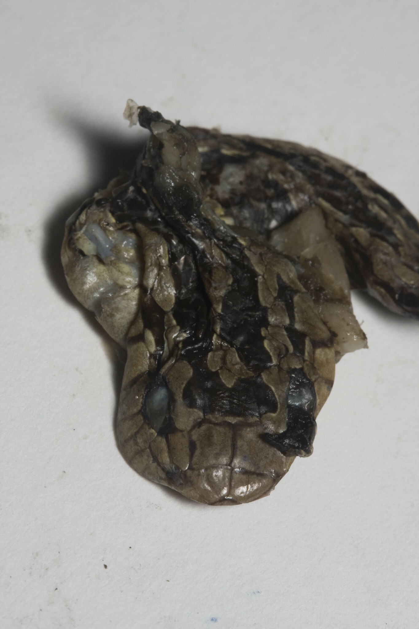 Nichols' Tree Snake photo 3