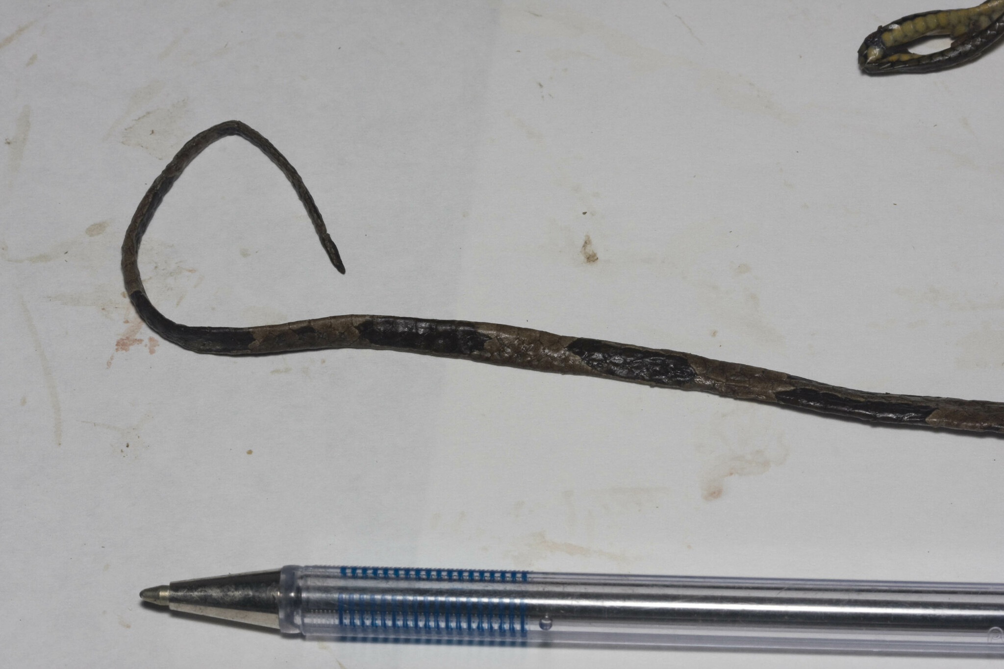 Nichols' Tree Snake photo 4