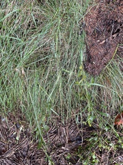 Muhlenbergia schreberi