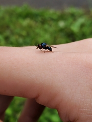 Lonchaea