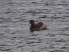 Tachybaptus ruficollis capensis