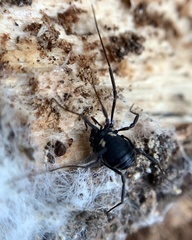 Nemastoma bimaculatum
