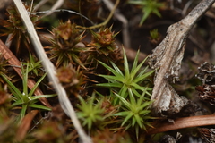Polytrichum juniperinum