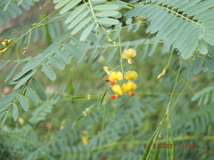 Sesbania vesicaria