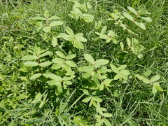 Euphorbia nutans