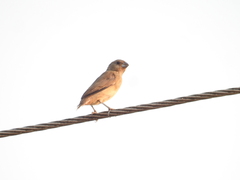 Sporophila nigricollis