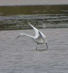 Egretta garzetta garzetta